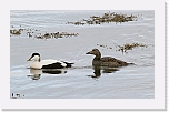 haahakat eiders 9730b * 1462 x 900 * (149KB)